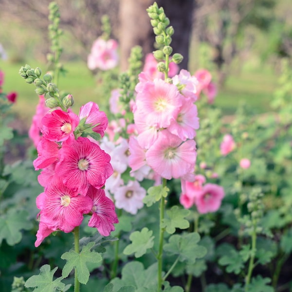 50 Indian Spring Hollyhock Seeds, Flower Seeds, Non-GMO