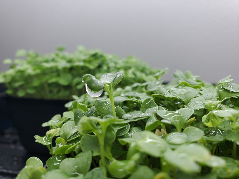Seed2Sprouts Kale Microgreen Seeds - Thumbnail 4