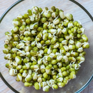 May include: A glass bowl filled with green mung bean sprouts. The sprouts are fresh and have small white roots.