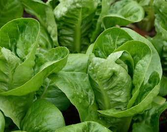 50+ Romaine Lettuce Parris Island Cos Seeds, Vegetable Seeds, Non-GMO, Heirloom