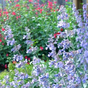 300+ Catnip Landscaping Herb Seeds, Nepeta cataria, Herb Seeds