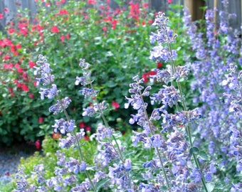 300+ Catnip Landscaping Herb Seeds, Nepeta cataria, Herb Seeds