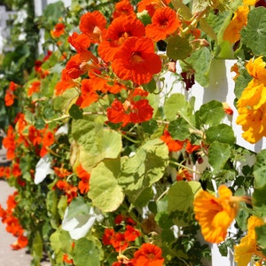 25+ Alaska Mix Nasturtium Flower Seeds, Non-GMO