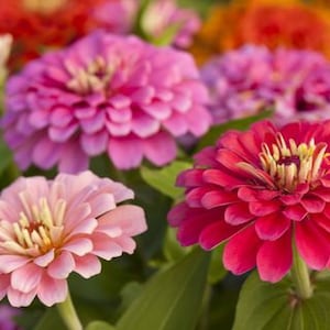 3 Varieties Zinnia Seed Assortment , Flower Seeds, Non-GMO