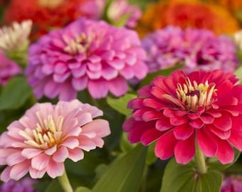 50+ California Giant Zinnia Mix , Zinnia elegans, Flower Seeds, Non-GMO