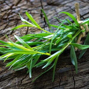 300+ Russian Tarragon Seeds, Herb Seeds, Non-GM, Heirloom