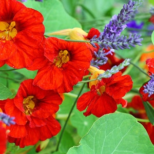25+ Empress of India Nasturtium Flower Seeds, Non-GMO