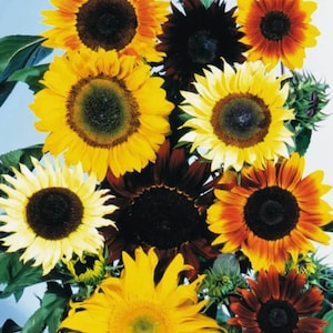 50+ Sunflower Seeds Mixture, Flower seeds, Non-GMO