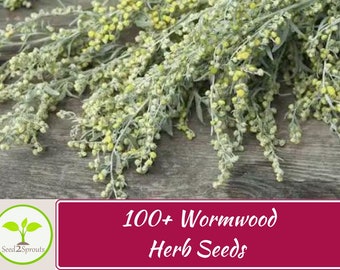 100+ Wormwood Seeds, Artemisia absinthium Herb Seeds, Non-GMO, Heirloom