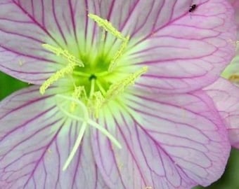 500+ Showy Evening Primrose Flower Seeds, Oenothera Seeds, Non-Gmo