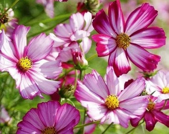 100+ Cosmos Picotee Seeds, Flower Seeds, Non GMO