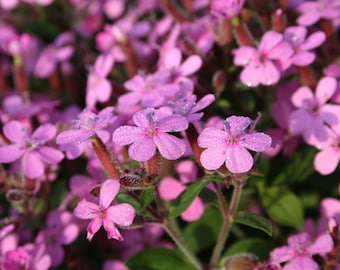 50+ Pink Soapwort Seeds, Saponaria Vaccaria Pink Beauty,  Non-GMO