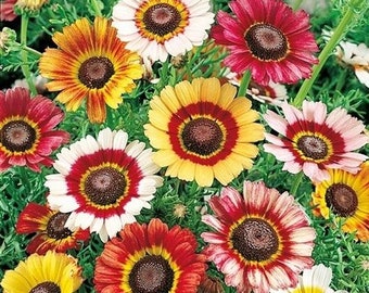 100+ Painted Daisy Flower Seeds, Chrysanthemum carinatum, Non-GMO
