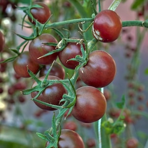 25+ Chocolate Cherry Tomato Seeds, Tomato Seed, Vegetable Seeds, Non-GMO