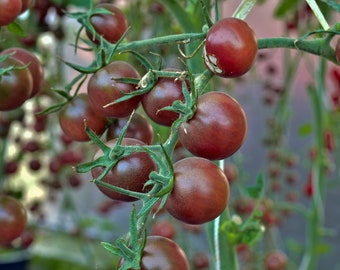 25+ Chocolate Cherry Tomato Seeds, Tomato Seed, Vegetable Seeds, Non-GMO