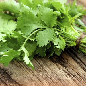 100+ Cilantro Slow Bolt Seeds, Herb Seeds, Non-GMO, Heirloom