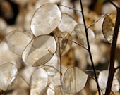 50 Lunaria Biennis Money Plant Seeds, Flower Seeds, Non-GMO