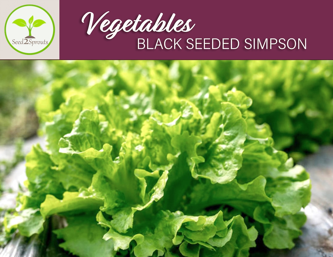 25 Black Seeded Simpson Lettuce Seeds Lettuce Seeds Etsy