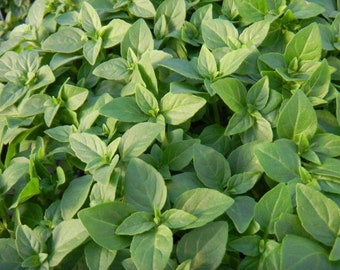 3 Varieties Basil Seed Assortment , Basil Seeds, Herb Seeds, Non-GMO, Heirloom