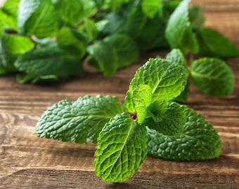 100+ Lemon Balm Seeds, Herb Seeds, Non-GMO, Heirloom