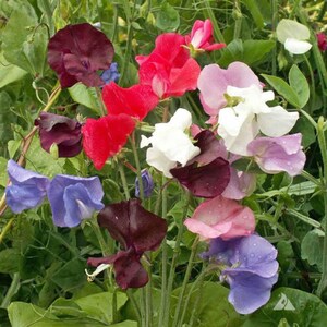 Royal Mix Sweet Pea Flower Seeds, Non-GMO