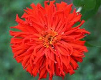 50+ Super Cactus Redman Zinnia Seeds, Heirloom Flower Seeds, Non-GMO