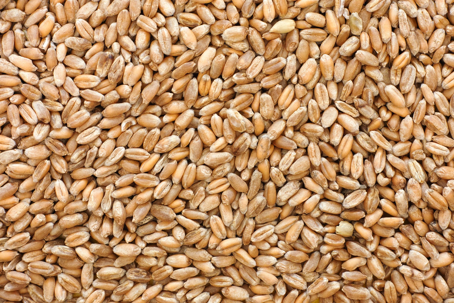 Organic Hard Red Spring Wheat Seeds Organic Wheat Grass - Etsy