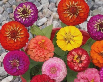 50+ Lilliput Zinnia Seeds Mix, Heirloom Flower Seeds, Non-GMO