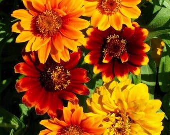 50+ Persian Carpet Zinnia Mix Seeds, Heirloom Flower Seeds, Non-GMO