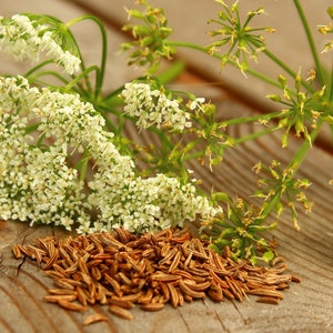 100+ Cumin Seeds, Herb Seeds, Non-GMO, Heirloom