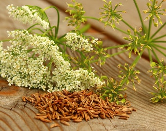 100+ Cumin Seeds, Herb Seeds, Non-GMO, Heirloom