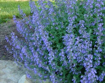 300+ Catnip Landscaping Herb Seeds, Nepeta cataria, Herb Seeds