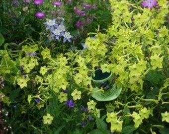 100 Lime Green Tobacco Scented Jasmine Alata Nicotiana Flower Seeds