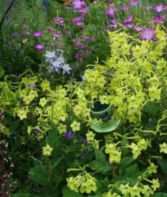 jasmine scented tobacco Seeds - | Flower Seeds poor soils 500 Fragrant Jasmine Tobacco Seeds,