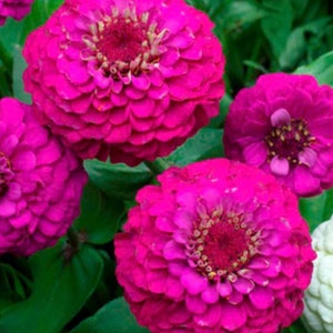 50+ Lilliput Purple Zinnia Seeds, Heirloom Flower Seeds, Non-GMO