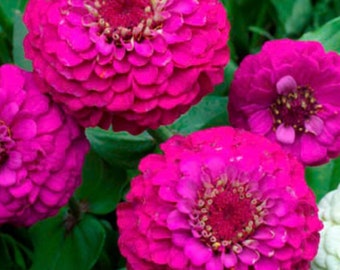 50+ Lilliput Purple Zinnia Seeds, Heirloom Flower Seeds, Non-GMO