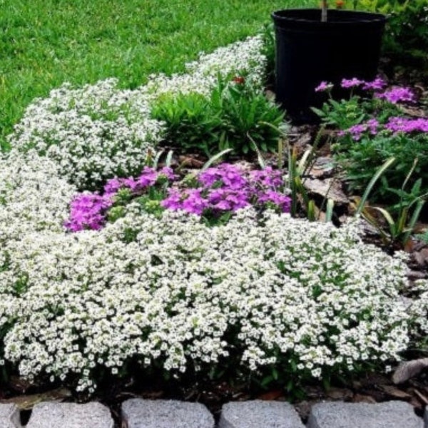 100+ Carpet of Snow Sweet Alyssum Flower Seeds, Non-Gmo