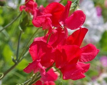 15+ Royal Scarlet Sweet Pea Flower Seeds Mix, Non-GMO