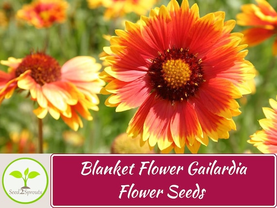 100+ Blanket Flower Gailardia Seeds, Non-gmo - Etsy