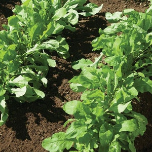 150+ Organic Arugula Slow Bolt Rocket Seeds, Vegetable Seeds, Herb Seeds, Non-GMO, Heirloom
