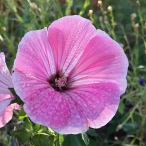 May include: A single pink flower with a white center and water droplets on the petals. The flower is in focus and the background is blurred.