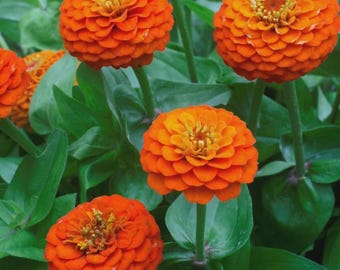 50+ Lilliput Orange Zinnia Seeds, Heirloom Flower Seeds, Non-GMO