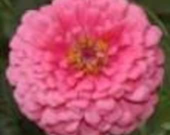 50+ Lilliput Rose Zinnia Seeds, Heirloom Flower Seeds, Non-GMO