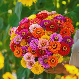50+ California Giant Zinnia Mix , Zinnia elegans, Flower Seeds, Non-GMO