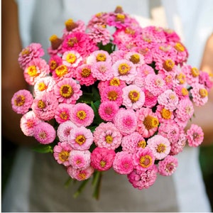 50+ Lilliput Rose Zinnia Seeds, Heirloom Flower Seeds, Non-GMO