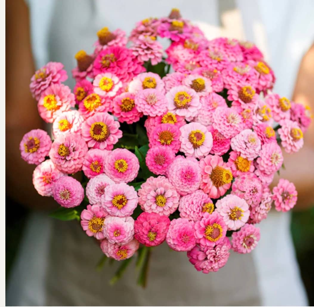 50+ Lilliput Rose Zinnia Seeds, Heirloom Flower Seeds, Non-GMO