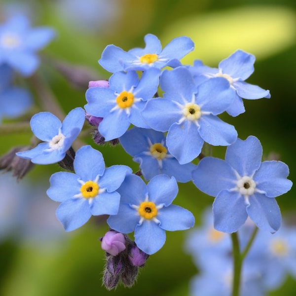 100+ Blue Forget Me Not Myosotis Seeds, Slyvatica, Flower Seeds, Non-GMO