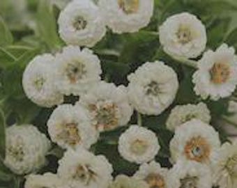 50+ Lilliput White Zinnia Seeds, Heirloom Flower Seeds, Non-GMO