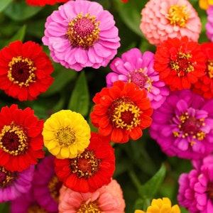 50+ Lilliput Zinnia Seeds Mix, Heirloom Flower Seeds, Non-GMO