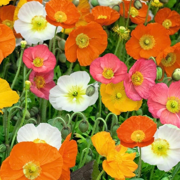 250+ Iceland Poppy Flower Seeds Mix, Non-GMO